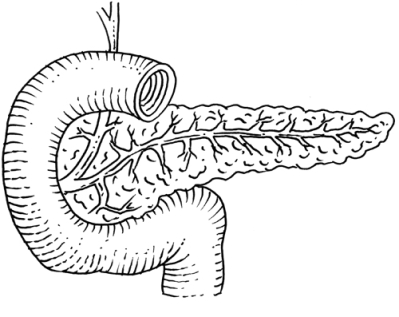 pancréas