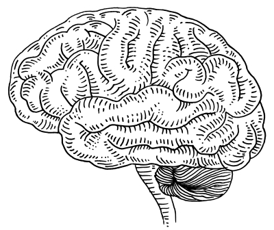 cerveau