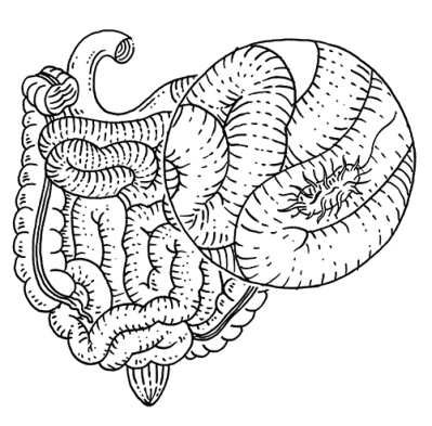 intestins vibrions